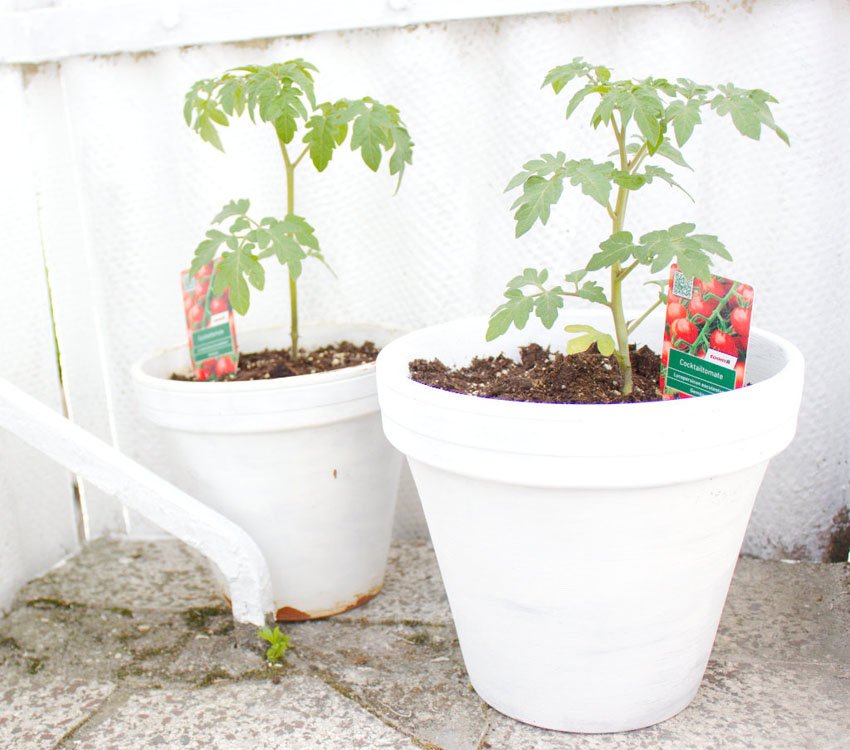 Tomaten Pflanzen