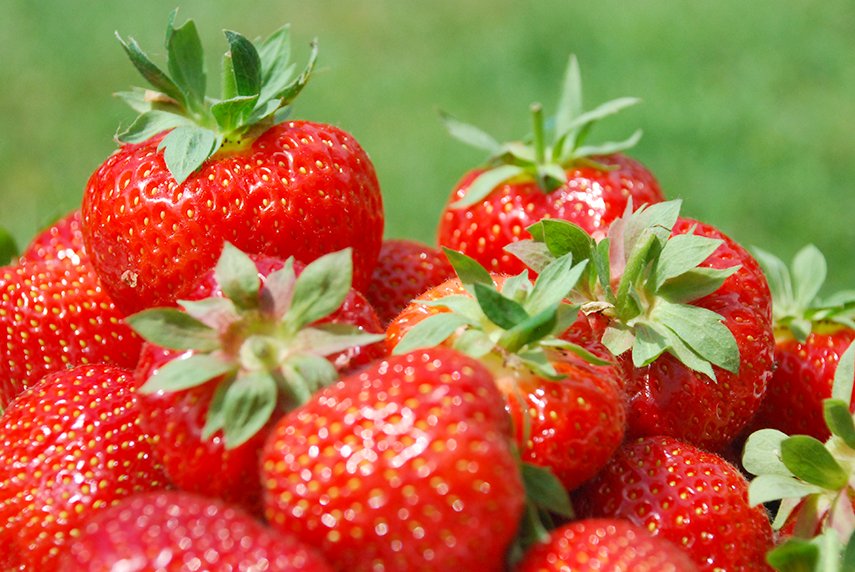 Erdbeeren vom Feld